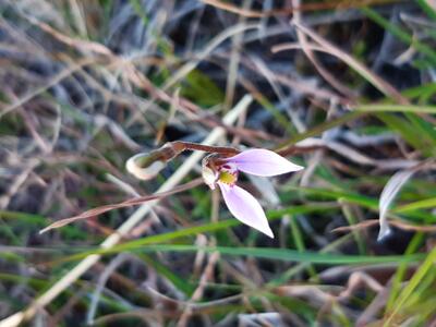 Parsons Band Orchid